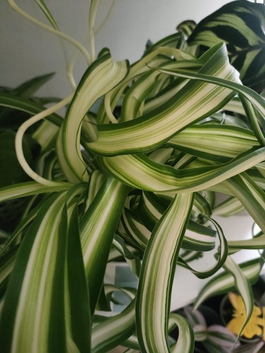 Curly spider plant bonnie - curly,
