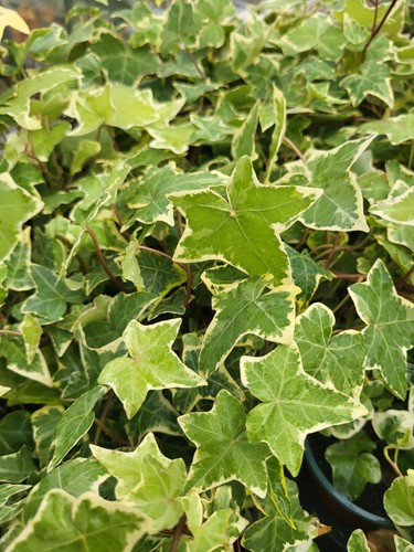 Trailing variegated ivy - 5,