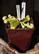 XL Sarracenia Psittacina