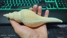 🐚Troschelia Berniciensis