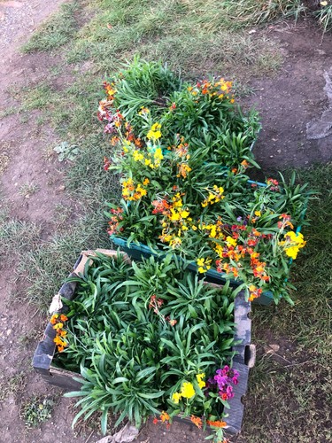 Bare root wall flowers for