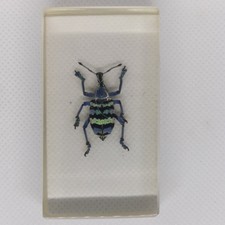 Blue Weevil Real Insect Bug Specimen Resin Block  2.75" New Guinea
