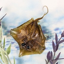 Stingray fish Ray Nautical