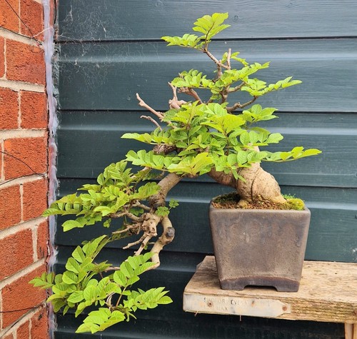 Ash yamadori bonsai - yamadori,