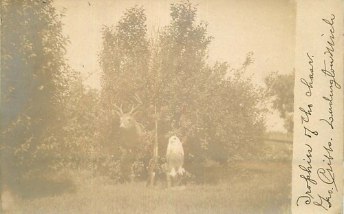 Real photo postcard deer - real, owl