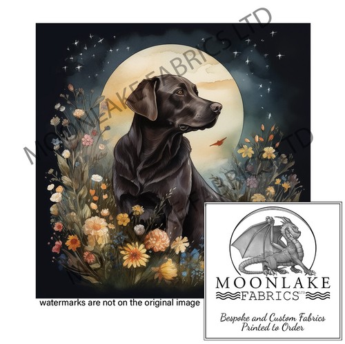 Chocolate labrador a - labrador, on