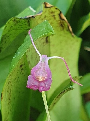 Rare porroglossum amethystinum - rare,