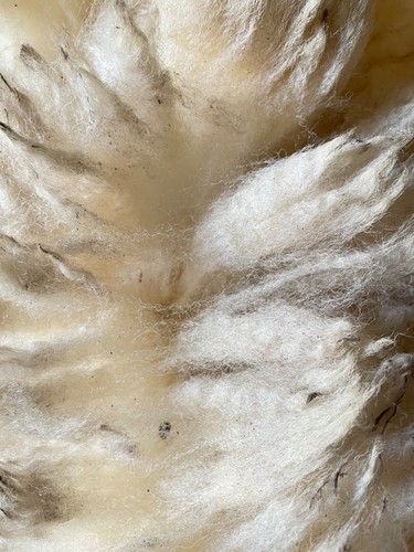 White raw sheeps wool fleece - white,