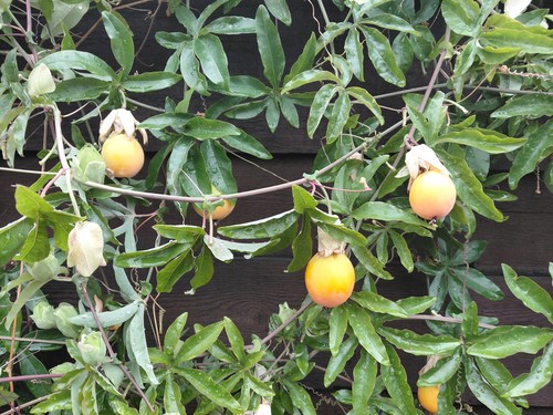 Passion flower fresh - 3, x
