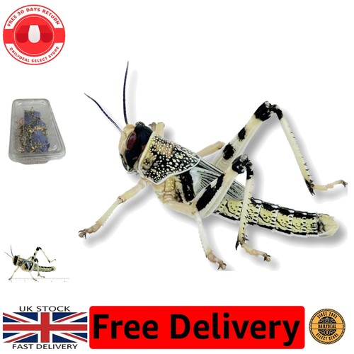 Guaranteed live delivery 25 - guaranteed,