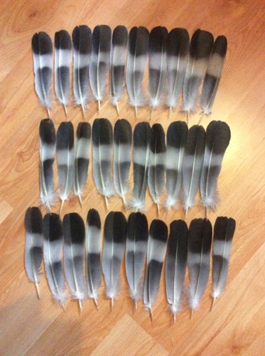 Pigeon tail feathers - pigeon,