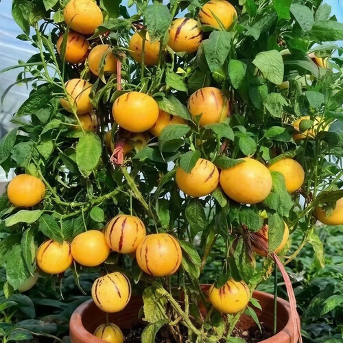 Golden pepino seeds - pepino,