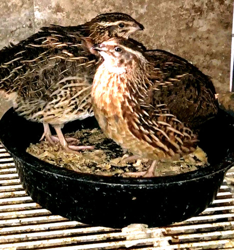 Jumbo cortunix quail of - as,