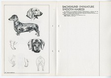 MINIATURE SMOOTH HAIRED DACHSHUND 1978 BREED STANDARD SKETCH PRINT by M DAVIDSON