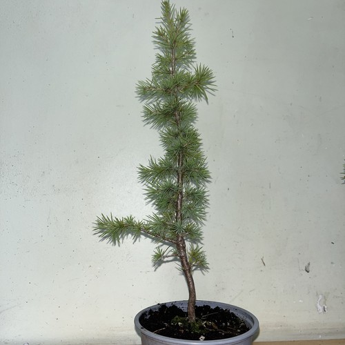 Atlas cedar tree - cedar,