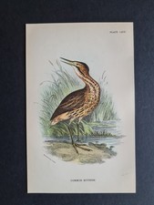 Antique (1894) print - Common Bittern - Birds - Ornithology