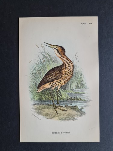 Antique print common - antique, (1894)