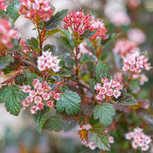 Physocarpus little devil - physocarpus,