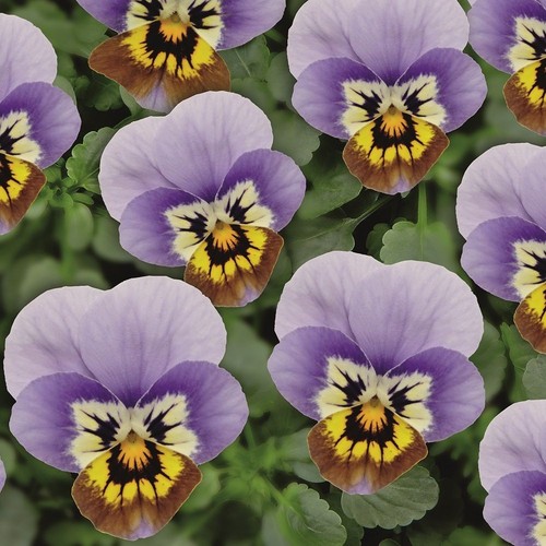 Viola ice babies - ice, trailing