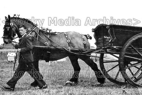 Zzc 100 shire horse - and, cart