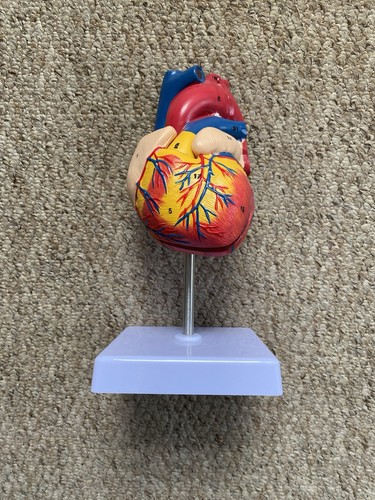Anatomical human heart model - anatomical,