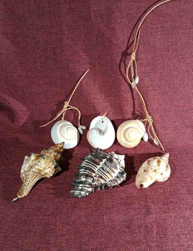 Seashell triton trapezium - triton,