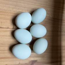 ? 6 Duck Eggs Clean Blown for Decorating and Display  ?