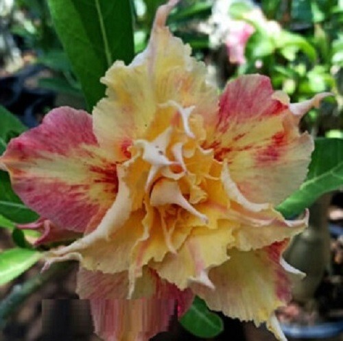 100 adenium obesum - adenium, triple