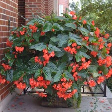 Begonia Dragon Wing Red 6 plug