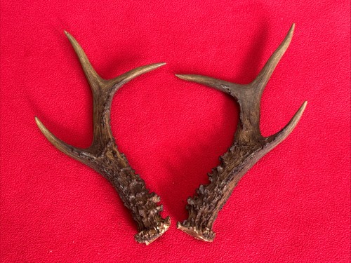 Pair roe deer antlers - of,