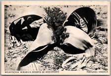 Postcard WELWITSCHIA