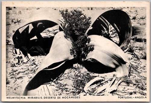 Postcard welwitschia - postcard,