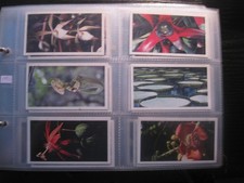 HENRI WINTERMANS GRANDEE FULL