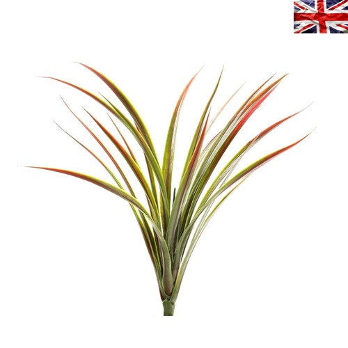 Resistant 45cm yucca - uv, plant