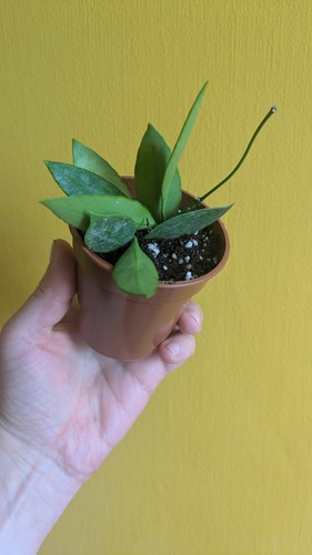 Hoya gracilis houseplant - hoya,