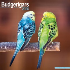 Budgerigar 2026 Calendar  Square Wall Calendar  Bird Gift  Plastic Free Packagin