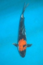 12.5" Showa Koi Carp A* High