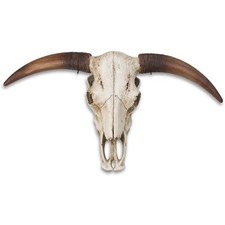 Massive Full Size Bull Steer