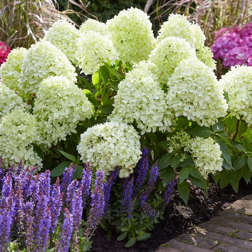 Hydrangea little spooky dwarf - little,