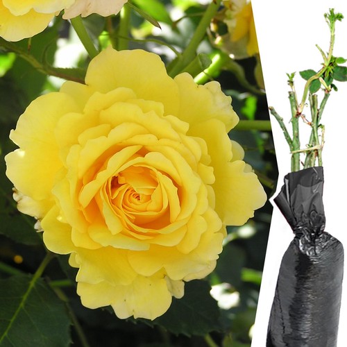 Fragrant climbing bush rose - fragrant,