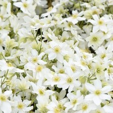 Suttons Clematis Avalanche