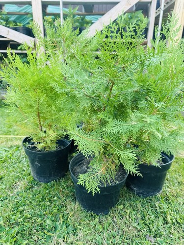 Thuja evergreen - thuja, (arborvitae)