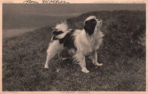 Japanese spaniel dog vintage - spaniel,