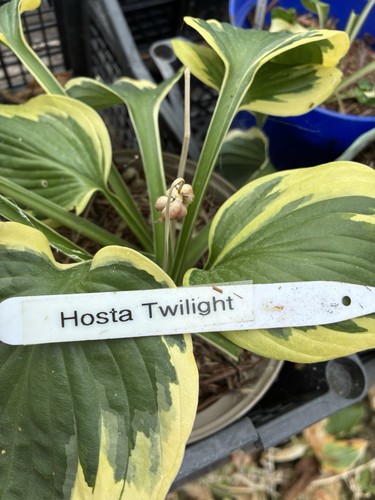 Hosta will post - post, bare