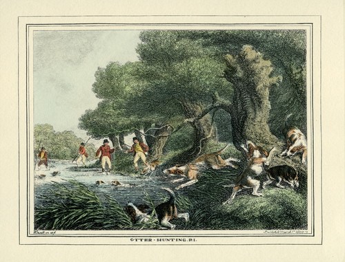 Otterhound otter hound hunting - otter-hound,