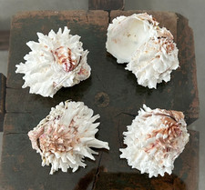 4 x  Rare Conch Shell Clam 5-7 cm