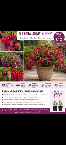 Fuchsia army nurse hardy - 2,