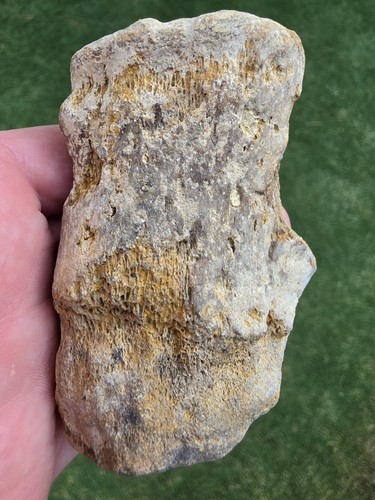 Partially digested mosasaur - digested,