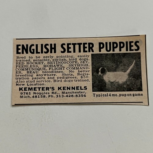 Kemeter kennels english - kemeter's,