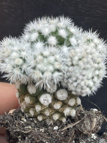 Mammillaria vetula subsp - vetula,